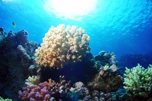Red Sea Corals 